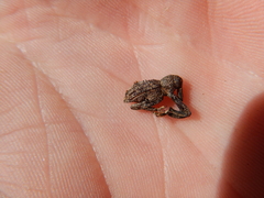 Orthorhinus
