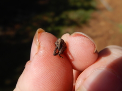 Orthorhinus