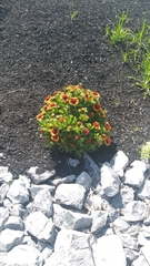 Gaillardia pulchella