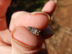 Orthorhinus