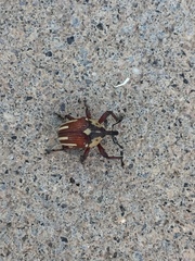 Sternuchopsis karelinii