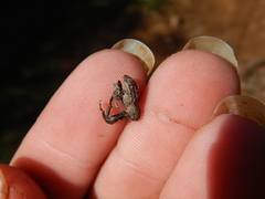 Orthorhinus