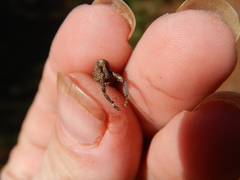 Orthorhinus
