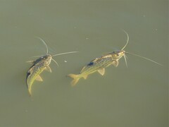 Pimelodus maculatus