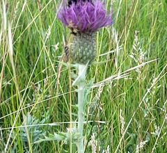 Hesperostipa curtiseta