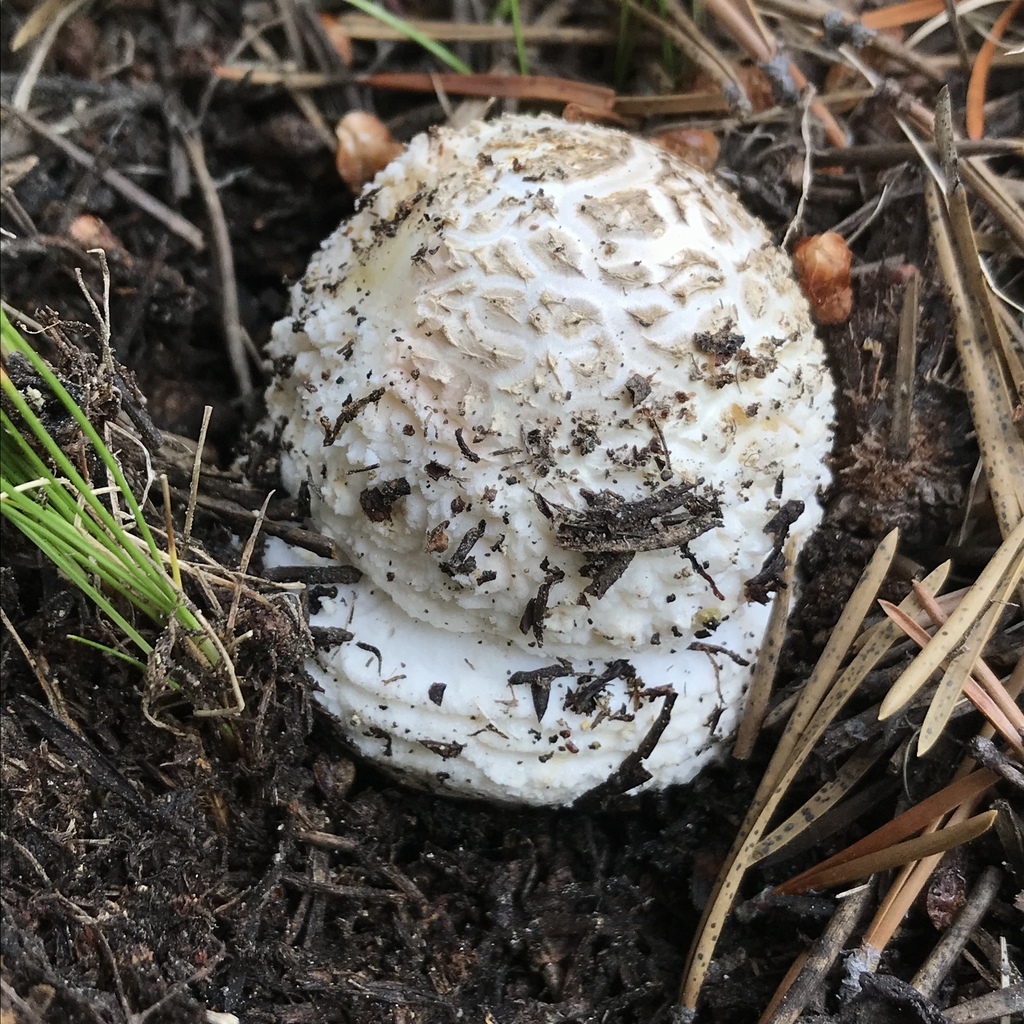 14898622 - Amanita muscaria - iNaturalist Reports - MycoMap Beta