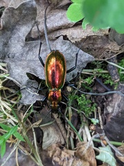 Carabus splendens