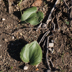 Eriospermum capense capense
