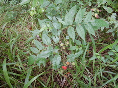 Rubus probus