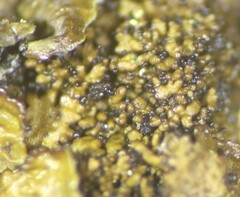 Melanohalea elegantula