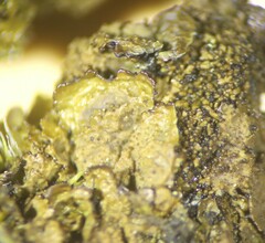 Melanohalea elegantula