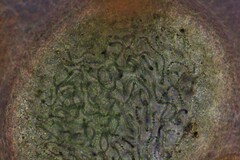 Nostocaceae