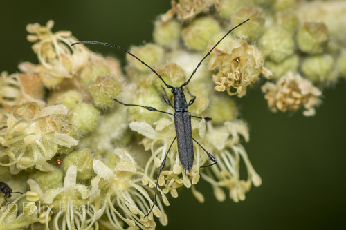 Rhopalophora tenuis (Chevrolat, 1855)