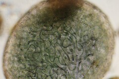 Nostocaceae