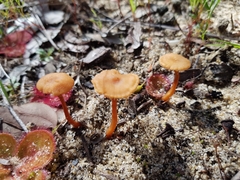 Laccaria lateritia
