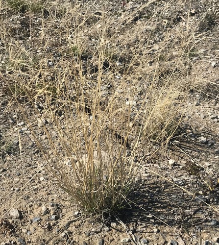 sheathed alkaligrass (Puccinellia vaginata)