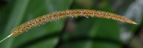 Setaria sphacelata observed 2022-08-13
