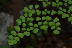 Adiantum tricholepis