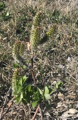 Salix richardsonii