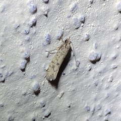 Cephitinea obscurostrigella