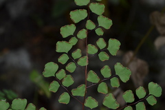 Adiantum tricholepis