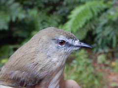 Gerygone mouki amalia