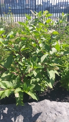 Phytolacca americana