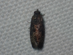 Gymnandrosoma punctidiscanum