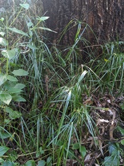Cyperus filipes