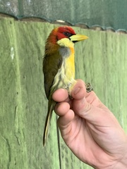 Scarlet-Hooded Barbet photo 3