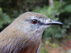 Gerygone mouki amalia