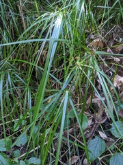 Cyperus filipes