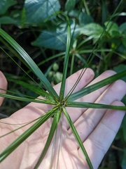 Cyperus filipes