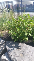 Phytolacca americana