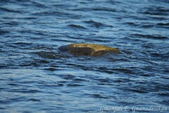 Lepidochelys olivacea