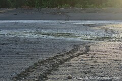Lepidochelys olivacea