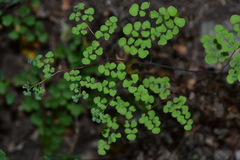 Adiantum tricholepis
