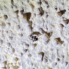 Spanagonicus albofasciatus