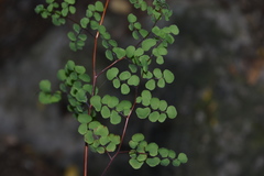 Adiantum tricholepis