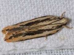 Ardozyga chionoprora