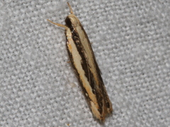 Ardozyga chionoprora