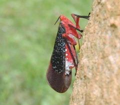 Kalidasa lanata