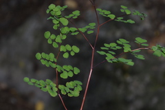 Adiantum tricholepis