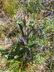 Pedicularis tristis