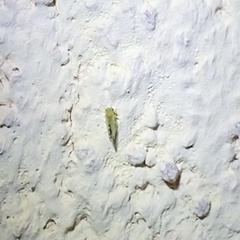Heteropsylla