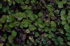 Adiantum tricholepis