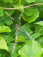 Argiope aemula