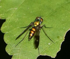 Condylostylus occidentalis