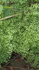 Adiantum tricholepis