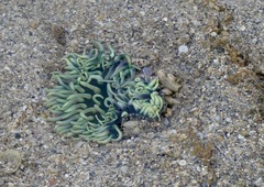 Macrodactyla doreensis